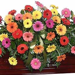 product_casketgerbera_thmb.jpg